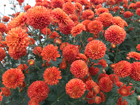 Mum Rooted Cutting-Kelvin Mandarin - Sunny Meadows Flower Farm