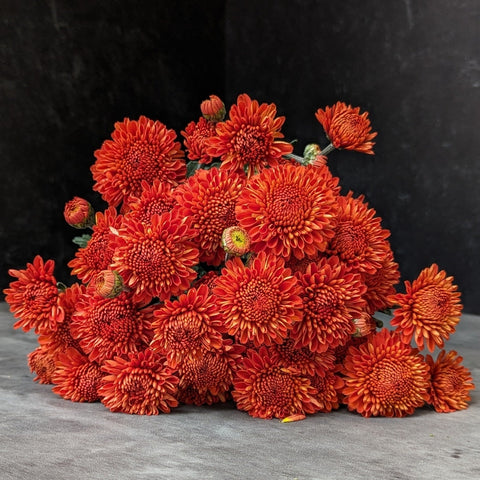 Mum Rooted Cutting-Kelvin Mandarin - Sunny Meadows Flower Farm