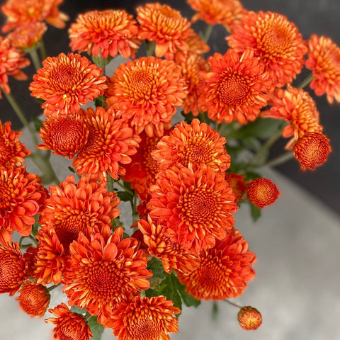Mum Rooted Cutting-Kelvin Mandarin - Sunny Meadows Flower Farm