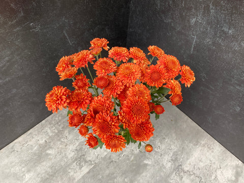 Mum Rooted Cutting-Kelvin Mandarin - Sunny Meadows Flower Farm