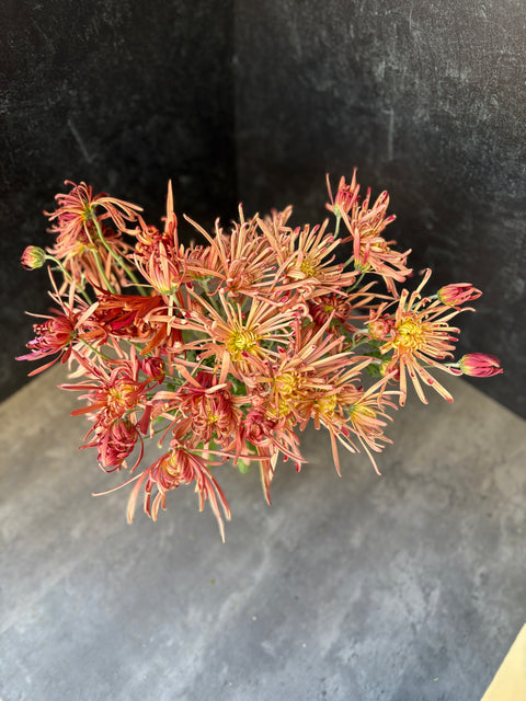 Mum Rooted Cutting-Mocha Bronze - Sunny Meadows Flower Farm