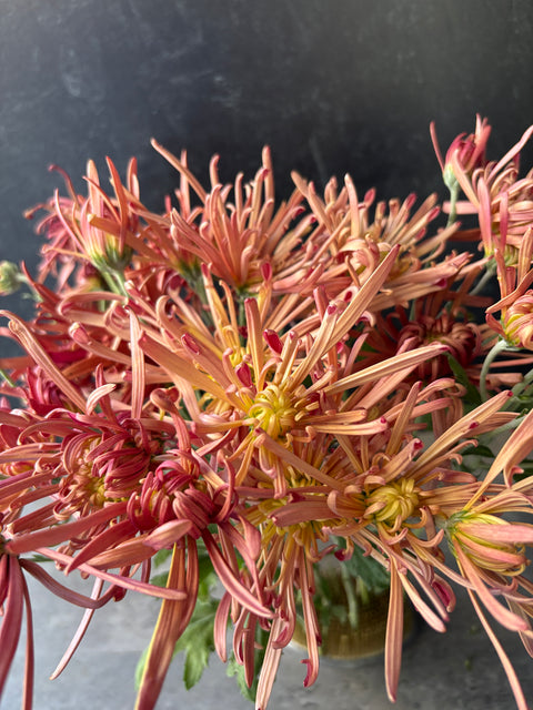 Mum Rooted Cutting-Mocha Bronze - Sunny Meadows Flower Farm