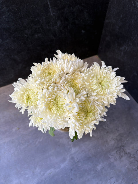 Mum Rooted Cutting-Pat Lawson - Sunny Meadows Flower Farm