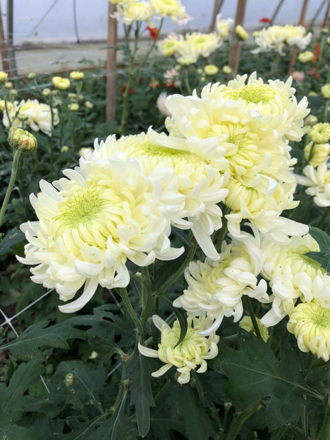 Mum Rooted Cutting-Pat Lawson - Sunny Meadows Flower Farm