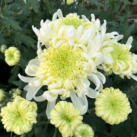 Mum Rooted Cutting-Pat Lawson - Sunny Meadows Flower Farm