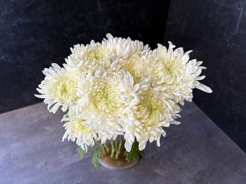 Mum Rooted Cutting-Pat Lawson - Sunny Meadows Flower Farm