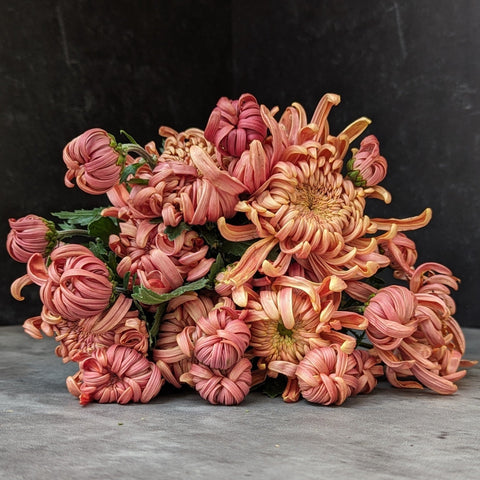 Mum Rooted Cutting-River City - Sunny Meadows Flower Farm