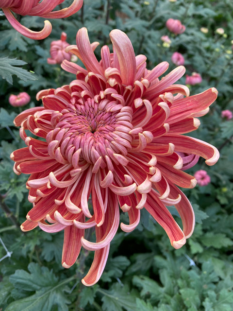 Mum Rooted Cutting-River City - Sunny Meadows Flower Farm