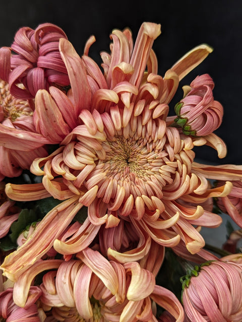 Mum Rooted Cutting-River City - Sunny Meadows Flower Farm