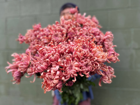 Mum Rooted Cutting-River City - Sunny Meadows Flower Farm