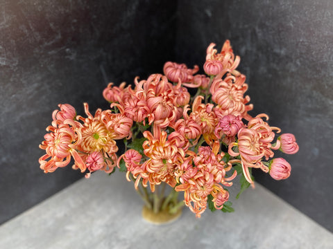 Mum Rooted Cutting-River City - Sunny Meadows Flower Farm