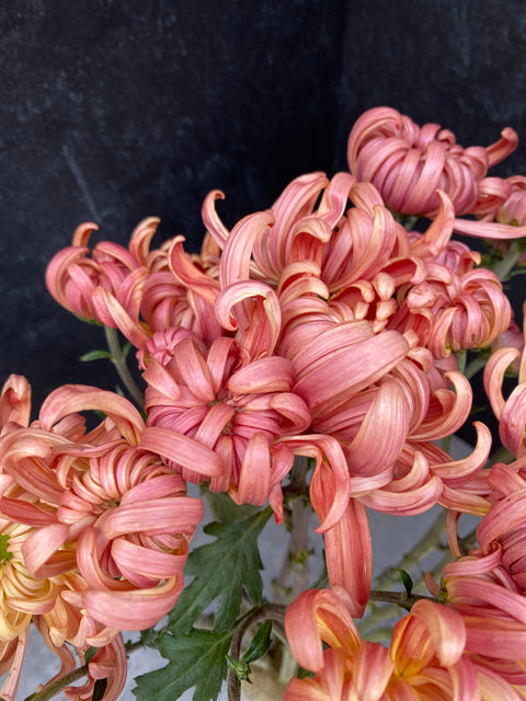 Mum Rooted Cutting-River City - Sunny Meadows Flower Farm