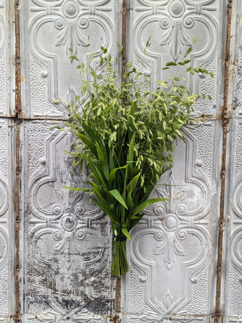Bareroot Clumps-Sea Oats - Sunny Meadows Flower Farm