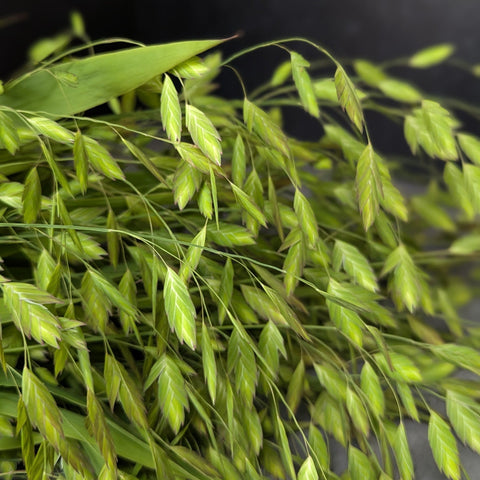Bareroot Clumps-Sea Oats - Sunny Meadows Flower Farm