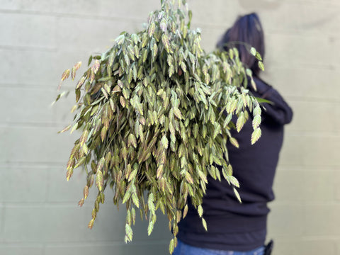 Bareroot Clumps-Sea Oats - Sunny Meadows Flower Farm