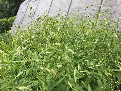 Bareroot Clumps-Sea Oats - Sunny Meadows Flower Farm
