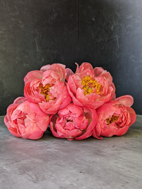Bareroot-Peony Coral Charm - Sunny Meadows Flower Farm