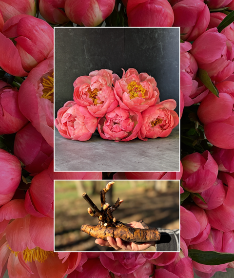 Bareroot-Peony Coral Charm - Sunny Meadows Flower Farm