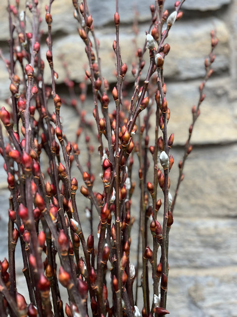 Willow Unrooted Cutting-Big Red Bud Willow - Sunny Meadows Flower Farm