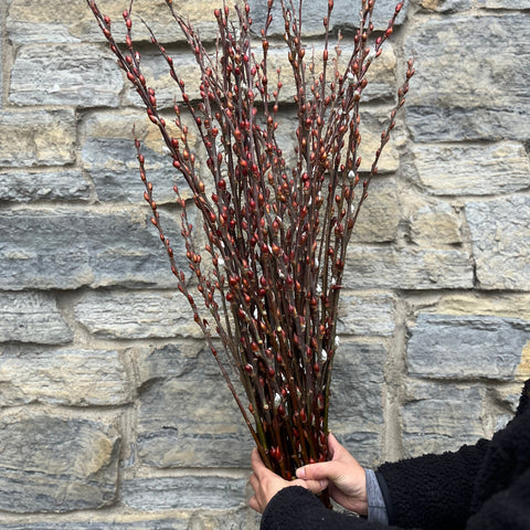 Willow Unrooted Cutting-Big Red Bud Willow - Sunny Meadows Flower Farm