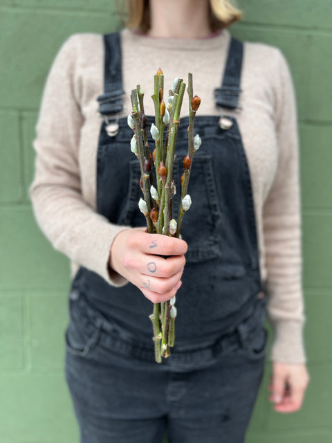 Willow Unrooted Cutting-Big Red Bud Willow - Sunny Meadows Flower Farm