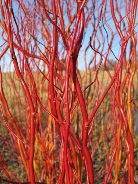 Willow Unrooted Cutting-Curly Red Willow - Sunny Meadows Flower Farm