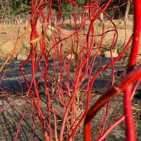 Willow Unrooted Cutting-Curly Red Willow - Sunny Meadows Flower Farm