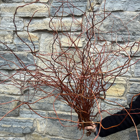 Willow Unrooted Cutting-Golden Curly Willow - Sunny Meadows Flower Farm