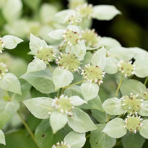 Bareroot Clumps-Mountain Mint - Sunny Meadows Flower Farm