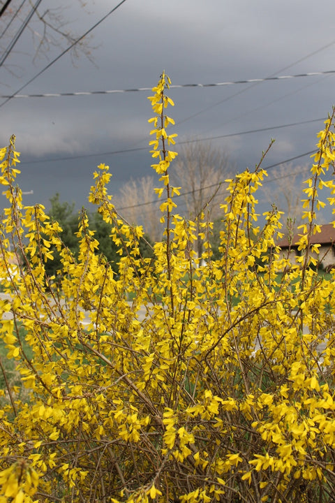 Bareroot-Forsythia Lynwood Gold - Sunny Meadows Flower Farm