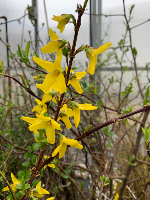 Bareroot-Forsythia Lynwood Gold - Sunny Meadows Flower Farm