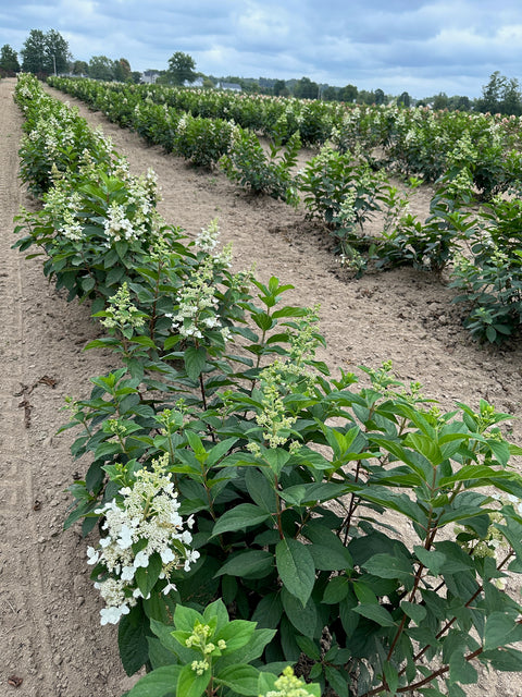 Bareroot-Hydrangea Tardiva - Sunny Meadows Flower Farm