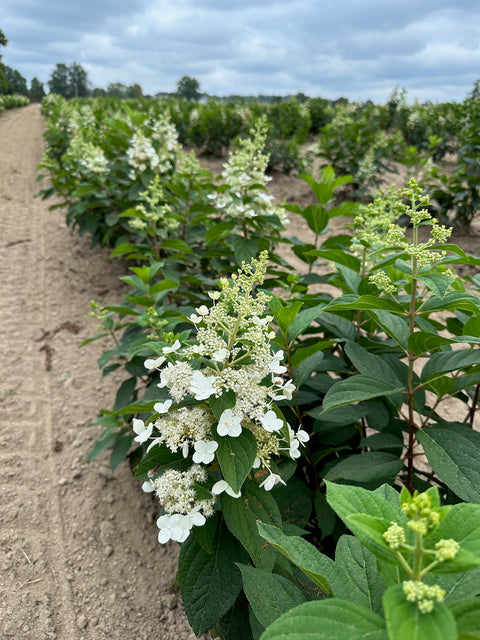 Bareroot-Hydrangea Tardiva - Sunny Meadows Flower Farm