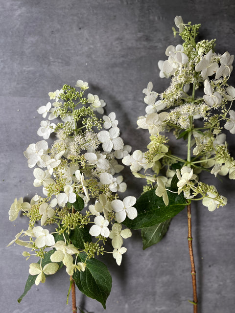 Bareroot-Hydrangea Tardiva - Sunny Meadows Flower Farm