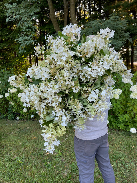 Bareroot-Hydrangea Tardiva - Sunny Meadows Flower Farm