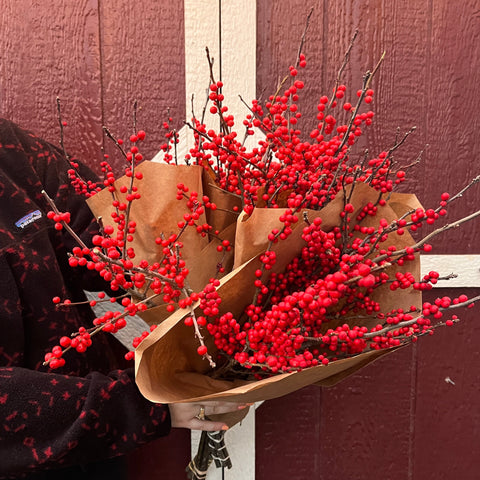 Bareroot-Ilex Red - Sunny Meadows Flower Farm