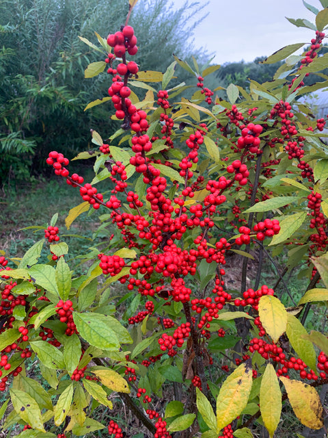 Bareroot-Ilex Red - Sunny Meadows Flower Farm