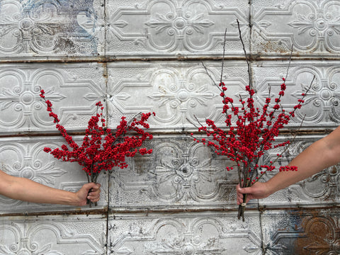 Bareroot-Ilex Red - Sunny Meadows Flower Farm