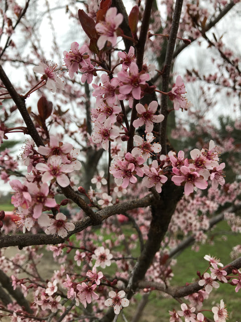 Bareroot-Prunus Cistena - Sunny Meadows Flower Farm