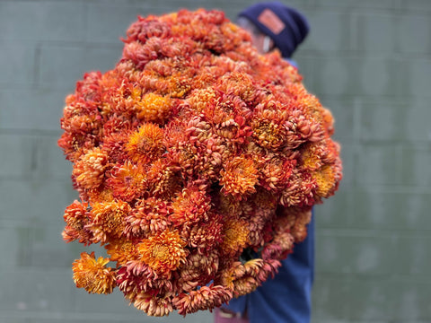 Mum Rooted Cutting-Heather James - Sunny Meadows Flower Farm