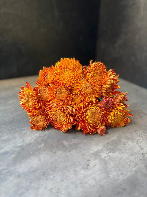 Mum Rooted Cutting-Heather James - Sunny Meadows Flower Farm