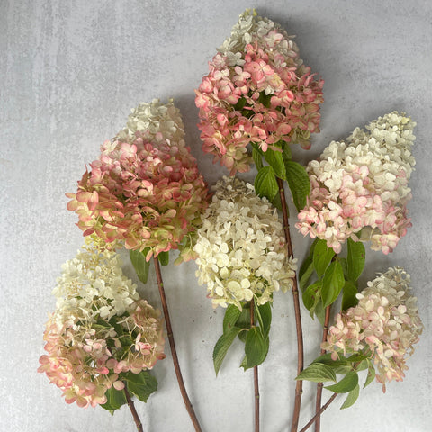Liner-Hydrangea Firelight - Sunny Meadows Flower Farm