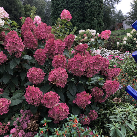 Liner-Hydrangea Firelight - Sunny Meadows Flower Farm