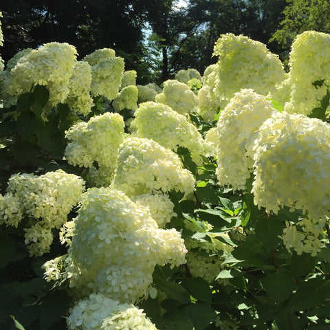 Liner-Hydrangea Limelight - Sunny Meadows Flower Farm