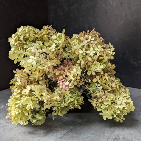 Liner-Hydrangea Limelight - Sunny Meadows Flower Farm