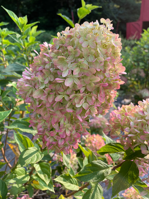 Liner-Hydrangea Limelight - Sunny Meadows Flower Farm