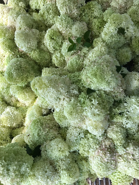 Liner-Hydrangea Limelight - Sunny Meadows Flower Farm