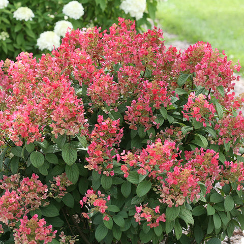 Liner-Hydrangea Quickfire - Sunny Meadows Flower Farm