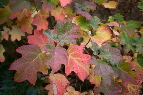 Liner-Hydrangea Ruby Slippers - Sunny Meadows Flower Farm