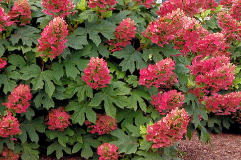 Liner-Hydrangea Ruby Slippers - Sunny Meadows Flower Farm